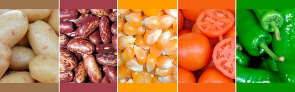 Lehen sektorea erabat inplikatuta tokiko barietateen zaintzan  