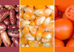 Lehen sektorea erabat inplikatuta tokiko barietateen zaintzan  