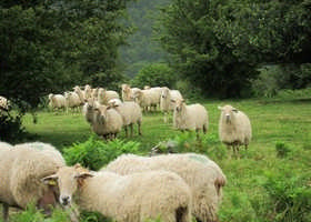 Artzaintza tradizionalak onura haundiak ditu kontsumitzaileen osasunerako