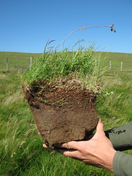 Artzaintza, balio ekologiko haundiko mendiko larretokien mantenimendurako giltzarria
