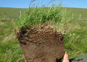 Artzaintza, balio ekologiko haundiko mendiko larretokien mantenimendurako giltzarria