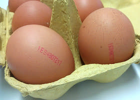 Arrautzen &quot;etiketa&quot; ezagutu nahi?