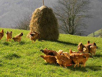 Arantxa Oñaederraren etxolak