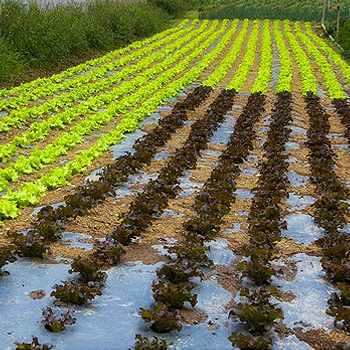 Enparangain baserria