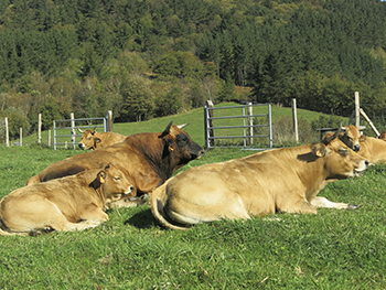 Landako Errota baserria