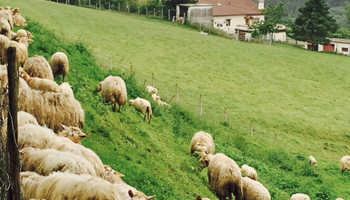 ADARRAZPI, gazta famili zabala zure etxekoentzat